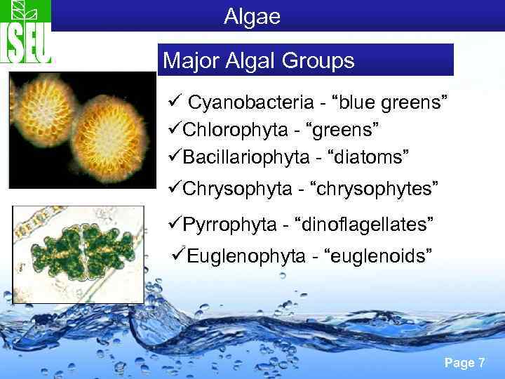 Algae Major Algal Groups ü Cyanobacteria - “blue greens” üChlorophyta - “greens” üBacillariophyta -