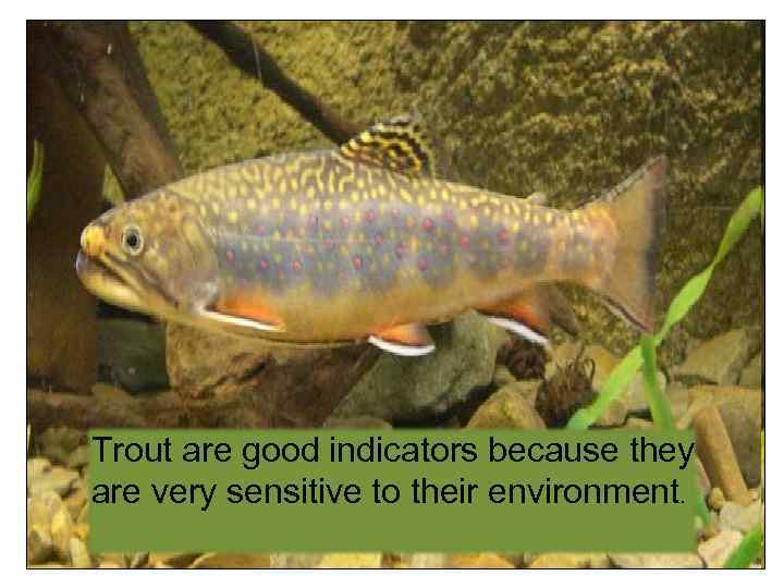 Trout are good indicators because they are very sensitive to their environment. 