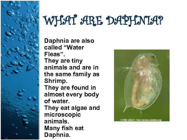 WHAT ARE DAPHNIA? Daphnia are also called “Water Fleas”. They are tiny animals and