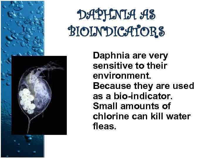 DAPHNIA AS BIOINDICATORS Daphnia are very sensitive to their environment. Because they are used