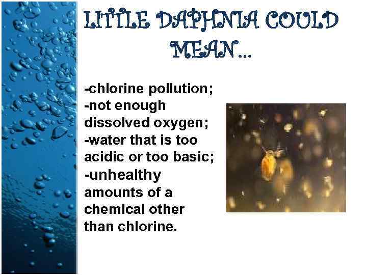 LITTLE DAPHNIA COULD MEAN… -chlorine pollution; -not enough dissolved oxygen; -water that is too