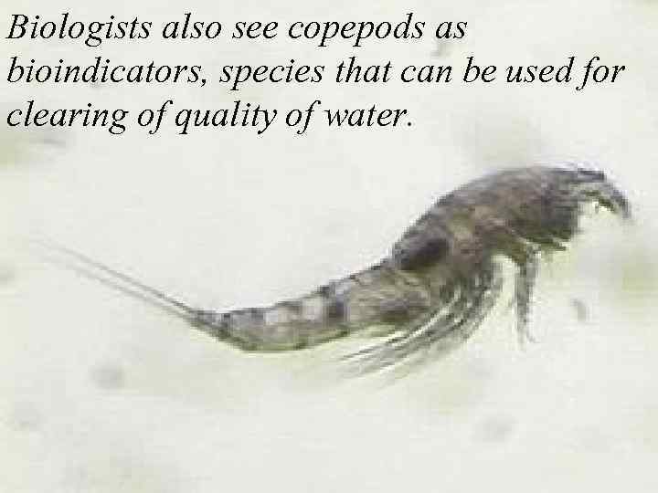 Biologists also see copepods as bioindicators, species that can be used for clearing of