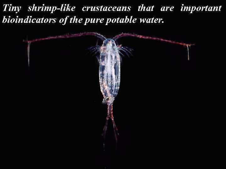 Tiny shrimp-like crustaceans that are important bioindicators of the pure potable water. 