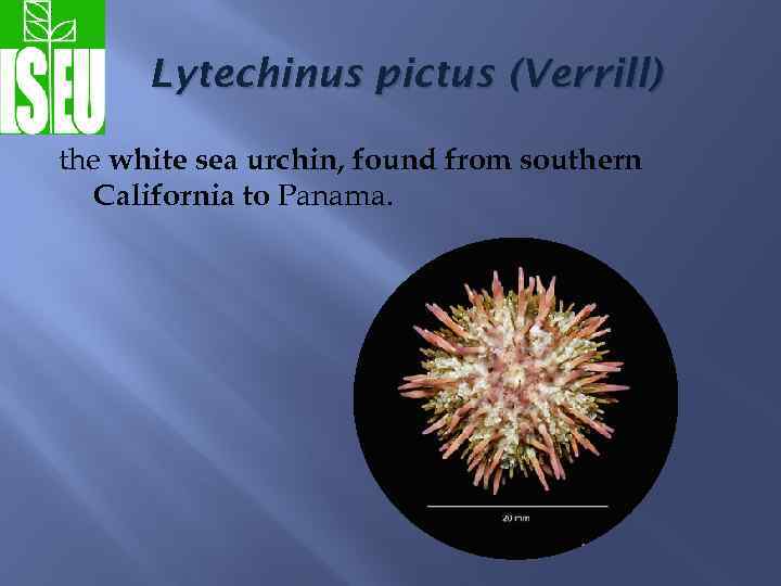 Lytechinus pictus (Verrill) the white sea urchin, found from southern California to Panama. 