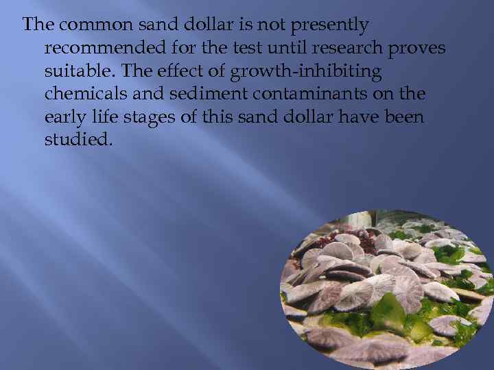 The common sand dollar is not presently recommended for the test until research proves