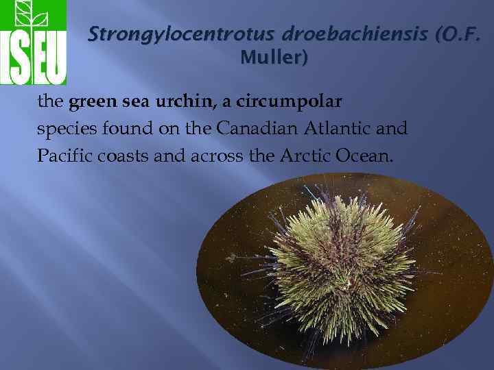 Strongylocentrotus droebachiensis (O. F. Muller) the green sea urchin, a circumpolar species found on