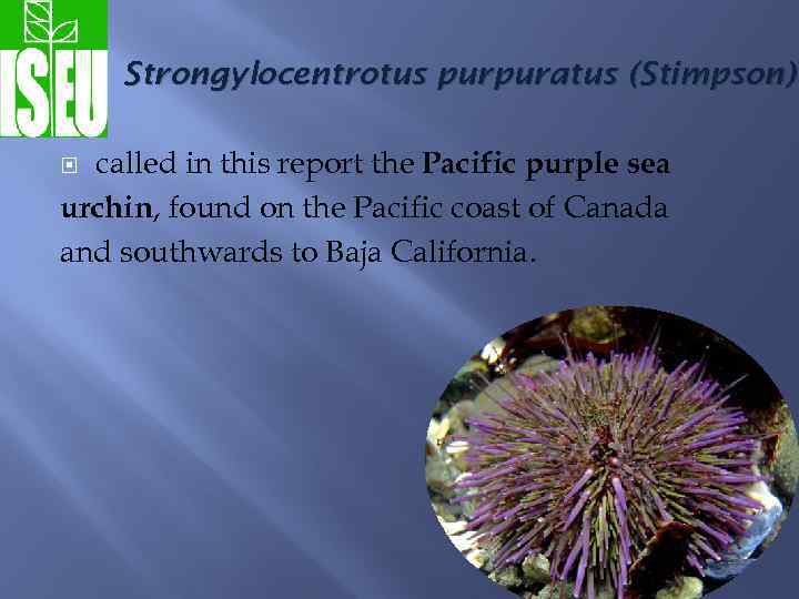 Strongylocentrotus purpuratus (Stimpson) called in this report the Pacific purple sea urchin, found on