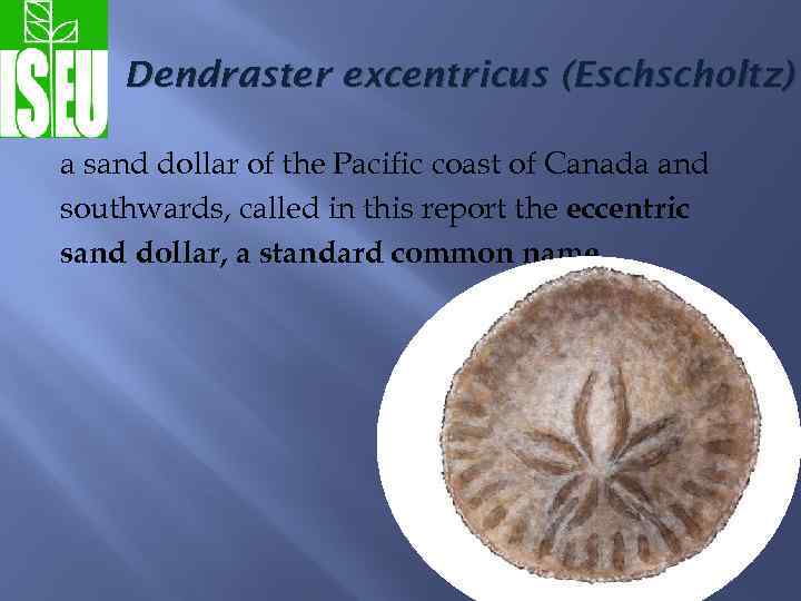 Dendraster excentricus (Eschscholtz) a sand dollar of the Pacific coast of Canada and southwards,