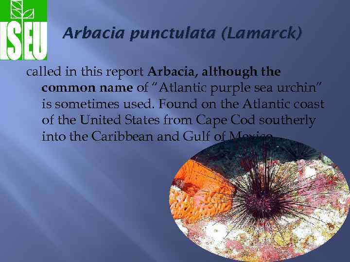 Arbacia punctulata (Lamarck) called in this report Arbacia, although the common name of “Atlantic