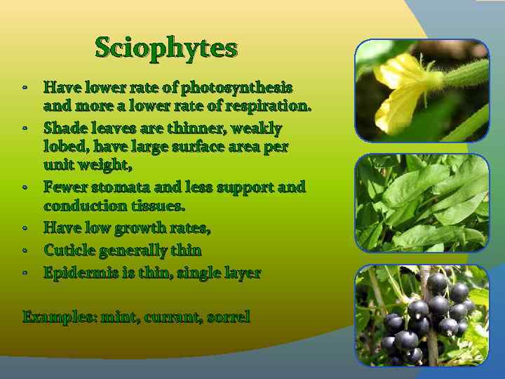 Sciophytes • • • Have lower rate of photosynthesis and more a lower rate