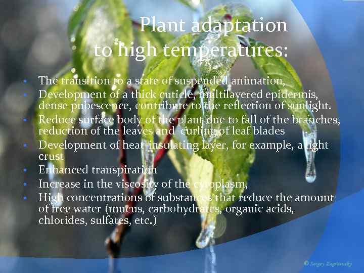 Plant adaptation to high temperatures: • • The transition to a state of suspended