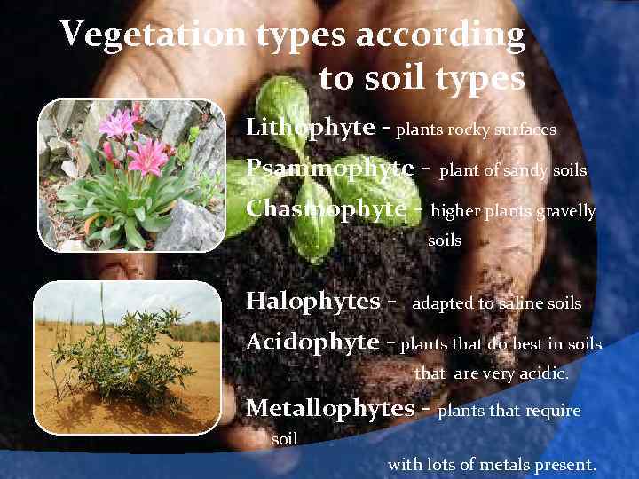 Vegetation types according to soil types Lithophyte - plants rocky surfaces Psammophyte - plant