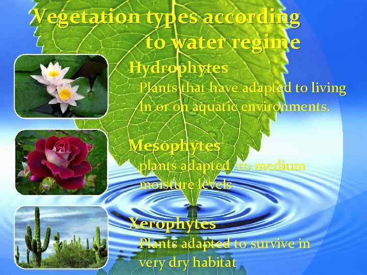 Vegetation types according to water regime Hydrophytes Plants that have adapted to living In