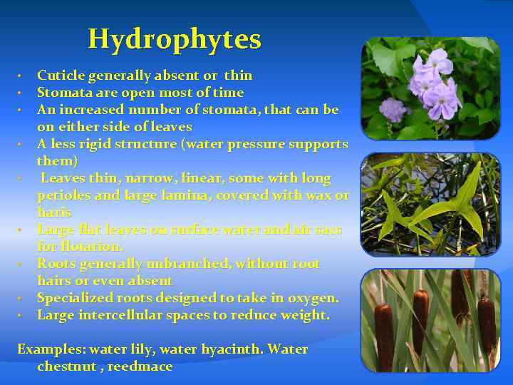 Hydrophytes • • • Cuticle generally absent or thin Stomata are open most of