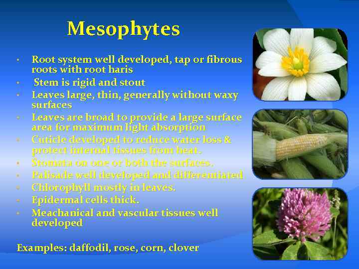 Mesophytes • • • Root system well developed, tap or fibrous roots with root