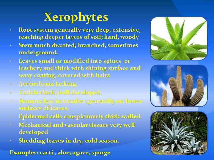 Xerophytes • • • Root system generally very deep, extensive, reaching deeper layers of