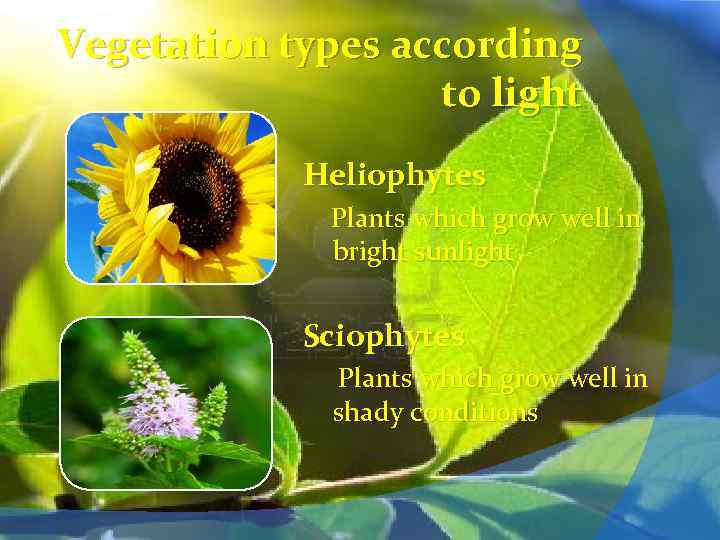 Vegetation types according to light Heliophytes Plants which grow well in bright sunlight Sciophytes