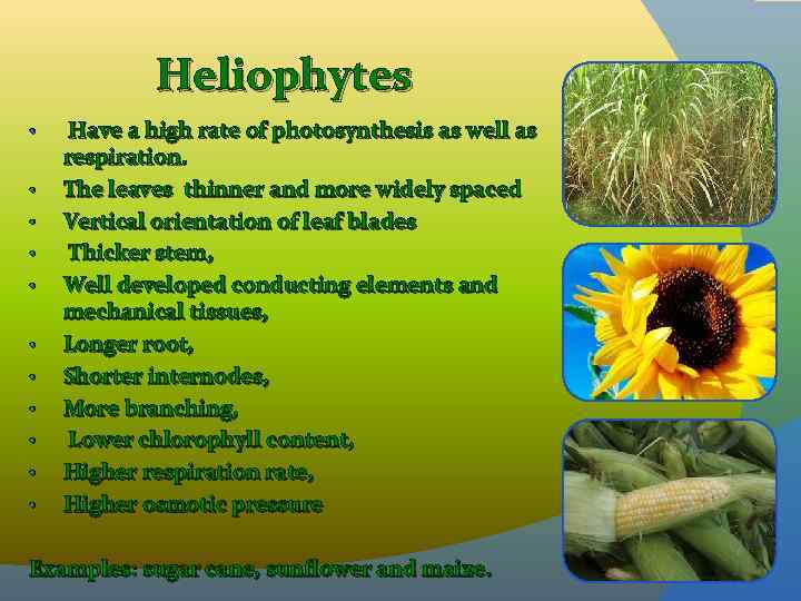 Heliophytes • • • Have a high rate of photosynthesis as well as respiration.