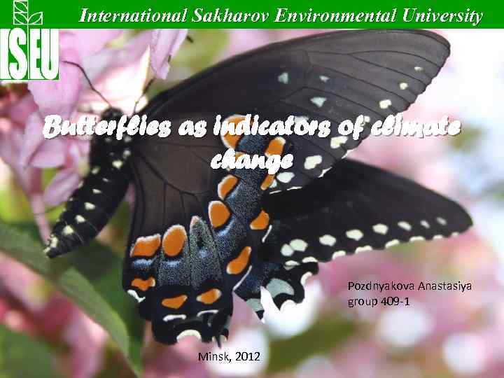 International Sakharov Environmental University Butterflies as indicators of climate change Pozdnyakova Anastasiya group 409