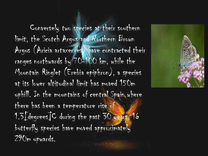 Conversely two species at their southern limit, the Scotch Argus and Northern Brown Argus