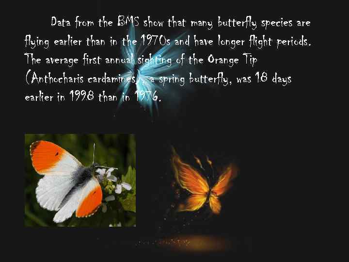 Data from the BMS show that many butterfly species are flying earlier than in
