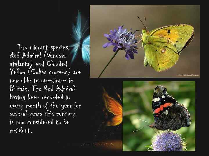 Two migrant species, Red Admiral (Vanessa atalanta) and Clouded Yellow (Colias croceus) are now