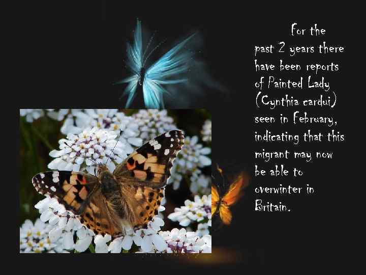 For the past 2 years there have been reports of Painted Lady (Cynthia cardui)