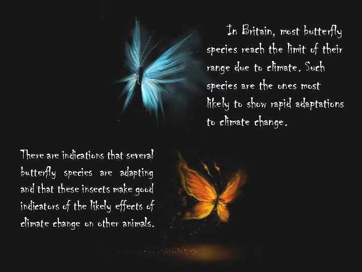 In Britain, most butterfly species reach the limit of their range due to climate.