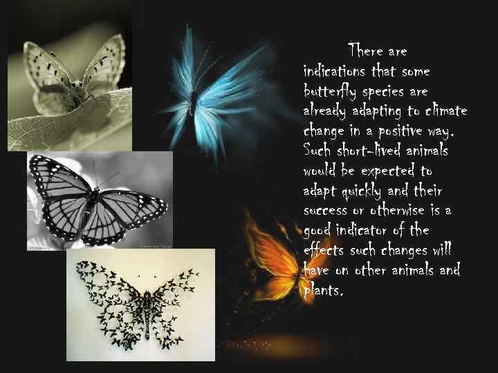 There are indications that some butterfly species are already adapting to climate change in