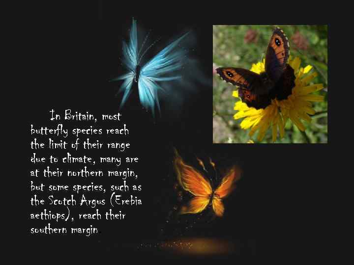 In Britain, most butterfly species reach the limit of their range due to climate,