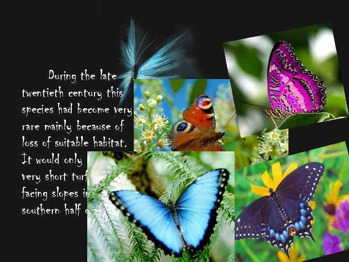 During the late twentieth century this species had become very rare mainly because of