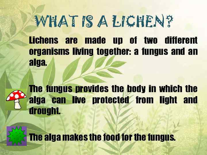 WHAT IS A LICHEN? Lichens are made up of two different organisms living together: