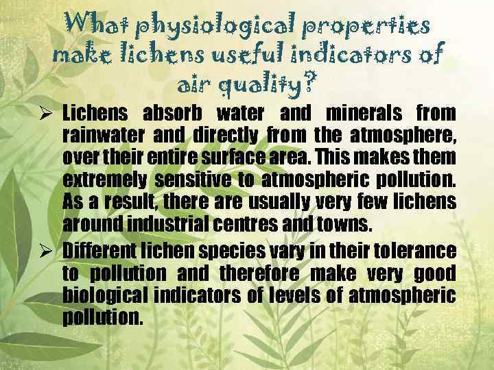 What physiological properties make lichens useful indicators of air quality? Ø Lichens absorb water