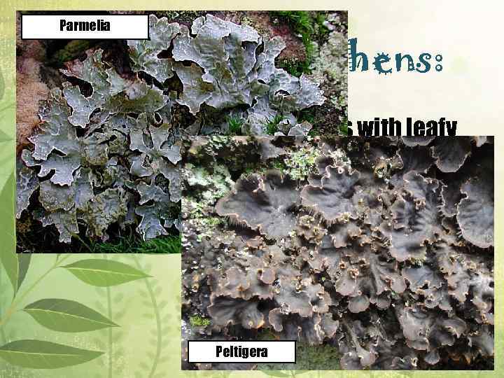 Parmelia Life forms of lichens: v Foliose lichens are lichens with leafy lobes, which