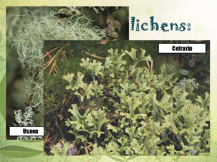 Life forms of lichens: Cetraria v Fruticose lichens are shrubby forms with many branches.