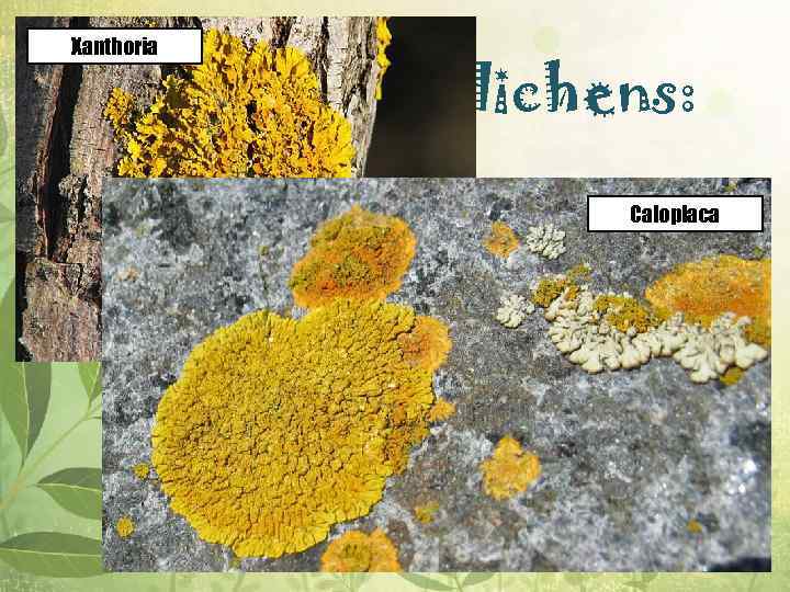 Xanthoria Life forms of lichens: v Crustose lichens are, as their name Caloplaca suggests,