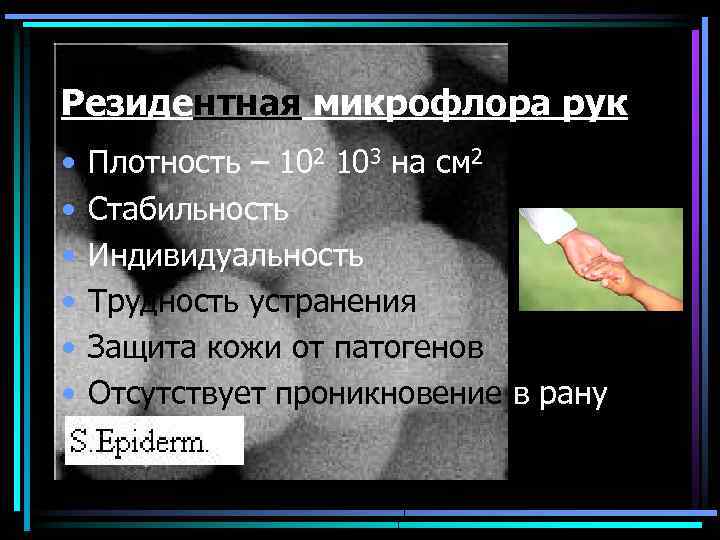 Резидентная микрофлора рук • • • Плотность – 102 103 на см 2 Стабильность