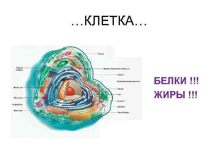 …КЛЕТКА… БЕЛКИ !!! ЖИРЫ !!! 