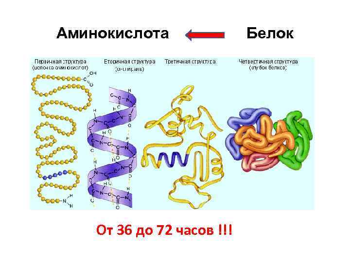 Аминокислота От 36 до 72 часов !!! Белок 