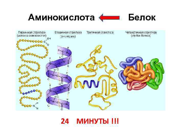 Аминокислота 24 МИНУТЫ !!! Белок 