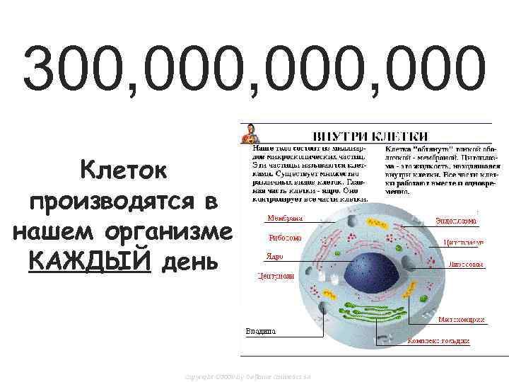 300, 000, 000 Клеток производятся в нашем организме КАЖДЫЙ день Copyright © 2009 by