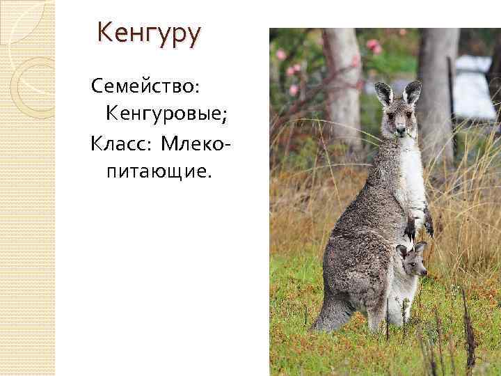  Кенгуру Семейство: Кенгуровые; Класс: Млекопитающие. 