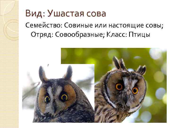 Вид: Ушастая сова Семейство: Совиные или настоящие совы; Отряд: Совообразные; Класс: Птицы 