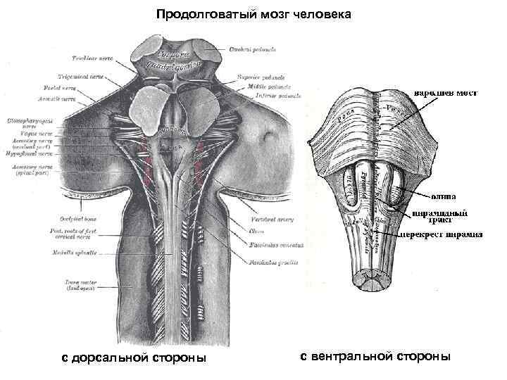 Картинки из дорсальной