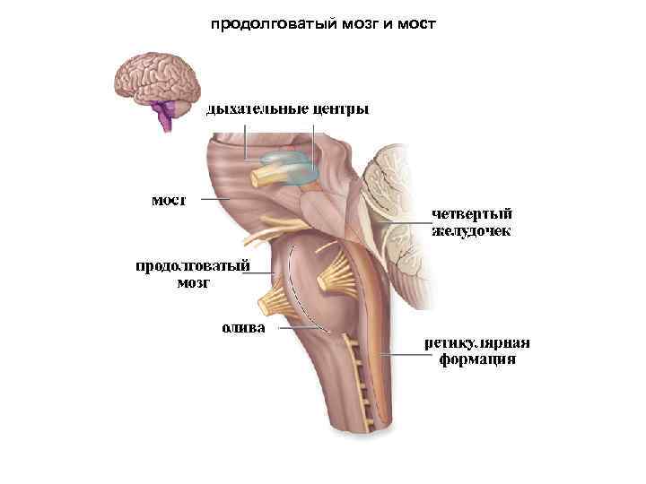 продолговатый мозг и мост 