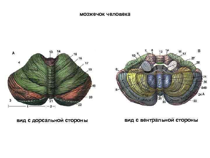 Мозжечок в разрезе фото