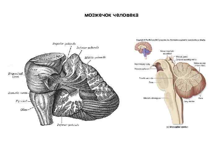 мозжечок человека 