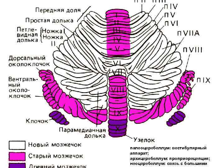 палеоцеребеллум: вестибулярный аппарат; архицеребеллум: проприорецепция; неоцеребеллум: связь с большими 