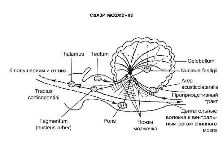 Схема межнейронных связей в коре мозжечка