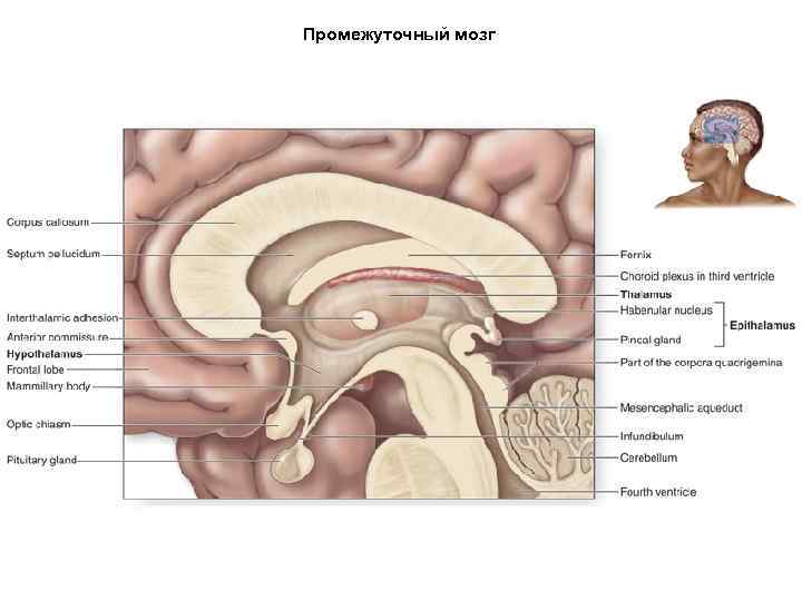 Промежуточный мозг 